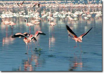 Photo de flamands roses